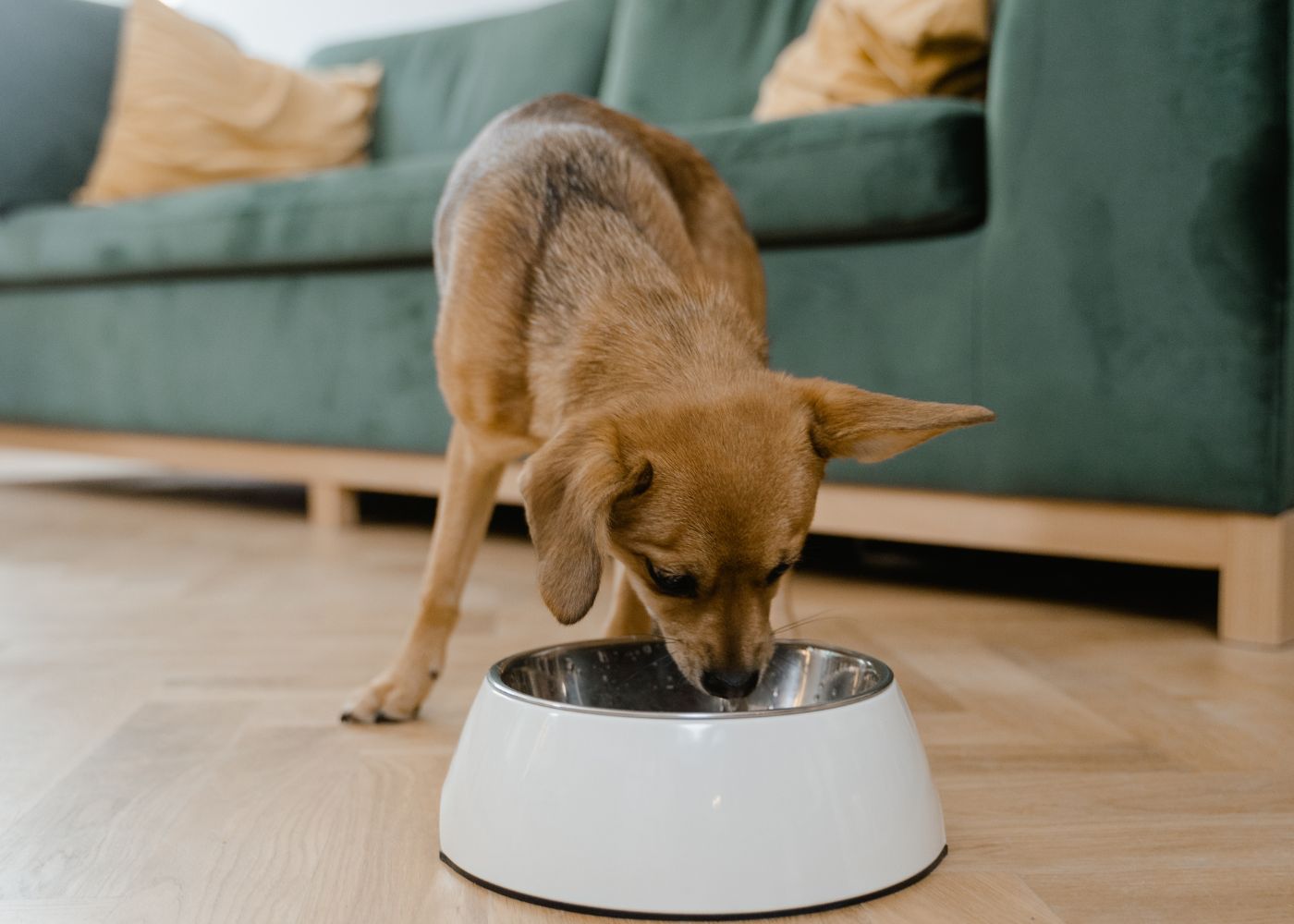 croquettes chien sans céréales